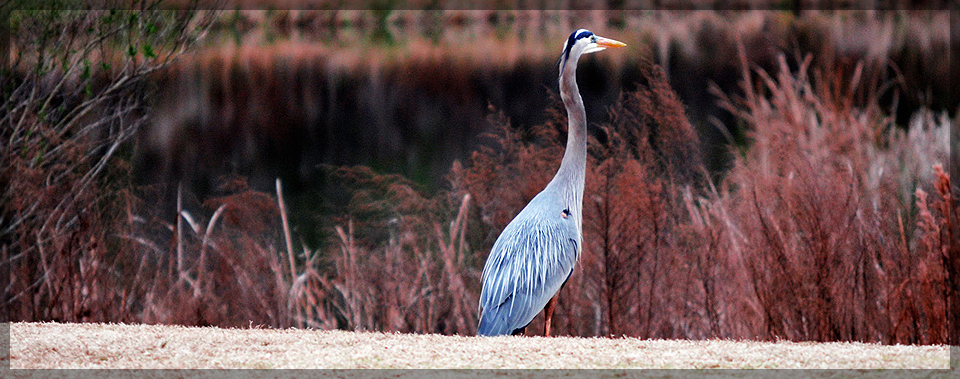 A bird at The Country Club at Silver Springs Shores